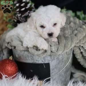 Frosty (tiny), Bichon Frise Puppy